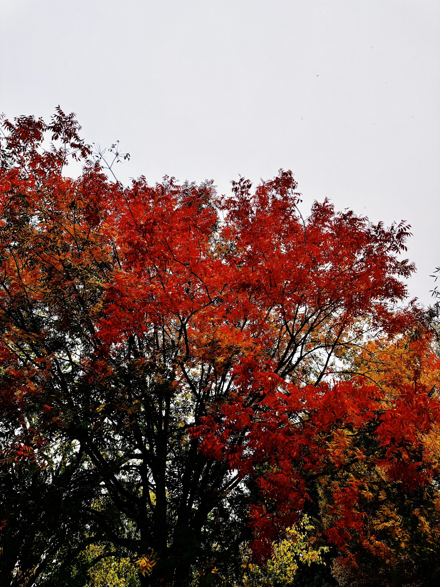 Landscape Image 1